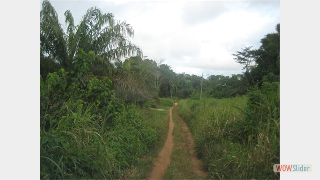 visite rituell pygmee, Cameroon (1)